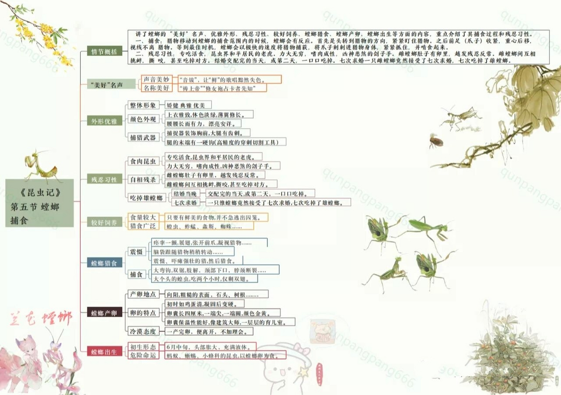 day66 昆虫记思维导图 蝉和螳螂