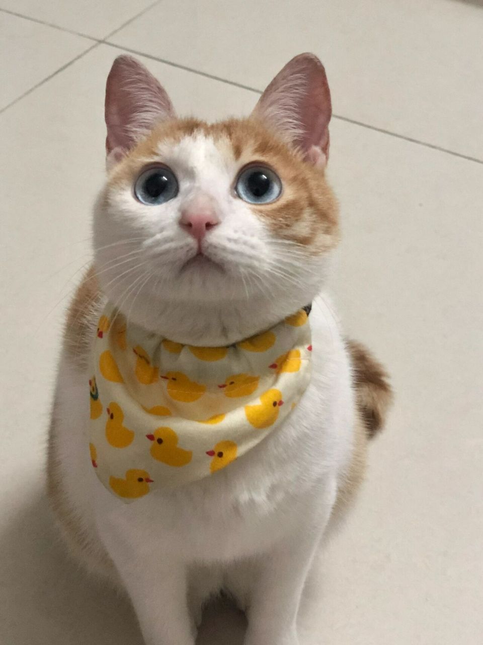 全网搜集蓝眼田园橘猫92|火的好突然97 向大家自我介绍一下:我的