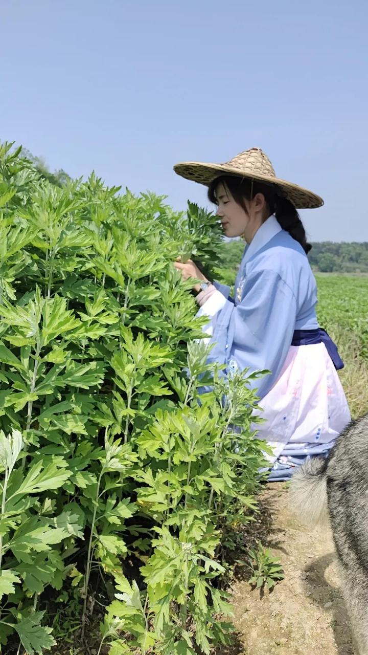 彼採艾兮!一日不見,如三歲兮 他什麼意思呢