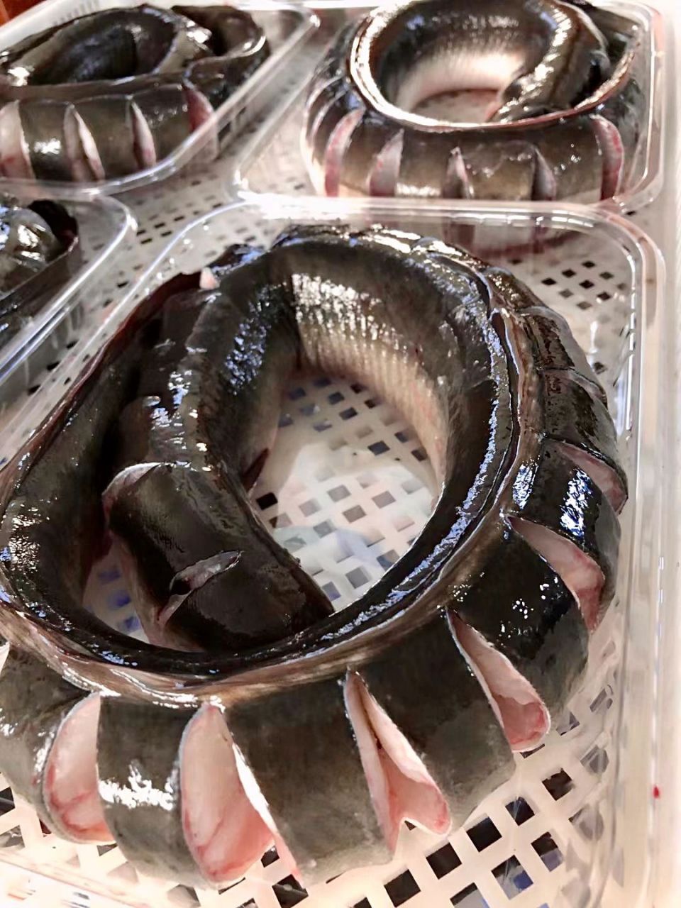 海鳝海鳗海蛇的区别图片