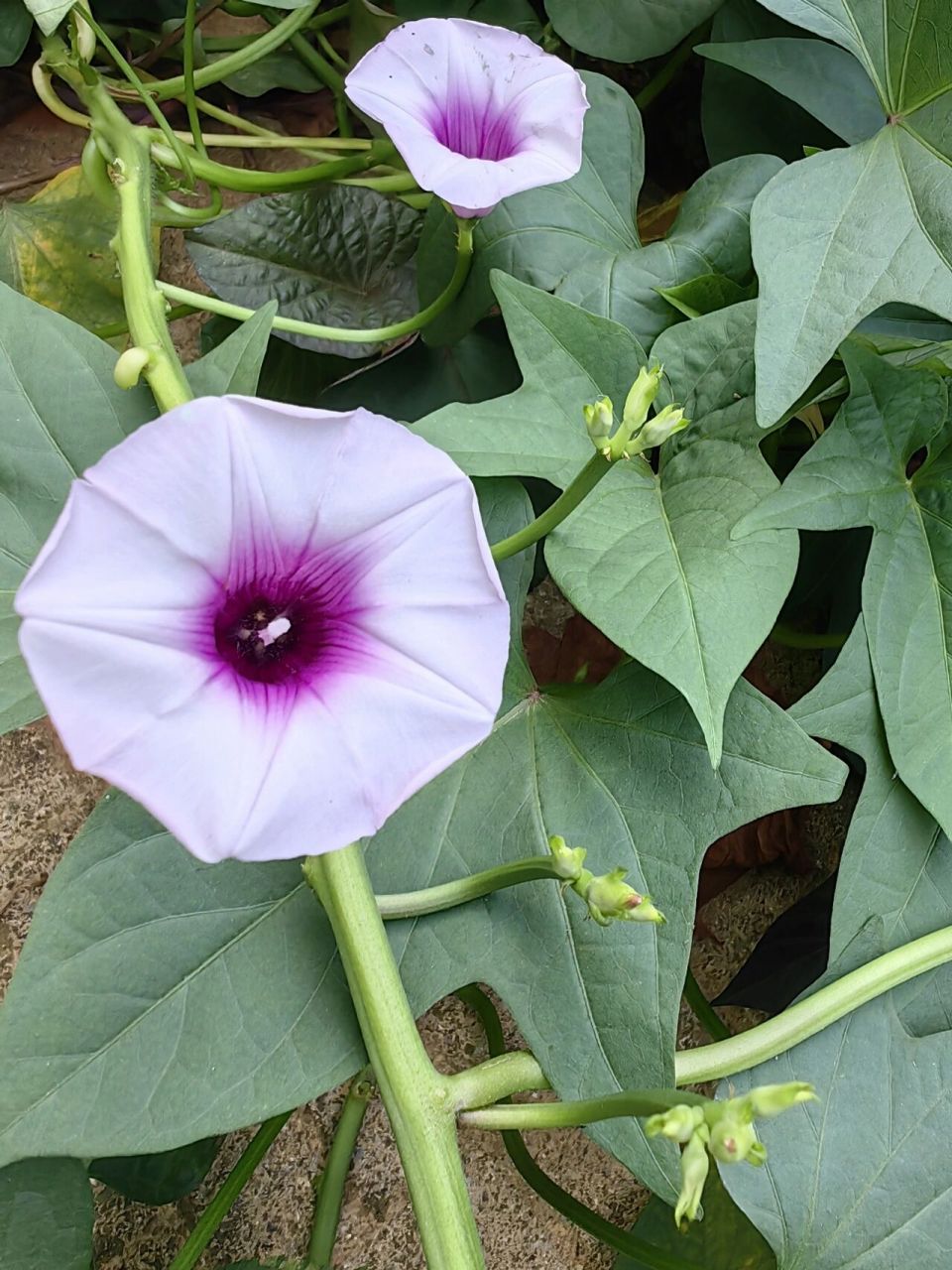 科普一下: 红薯开花啦