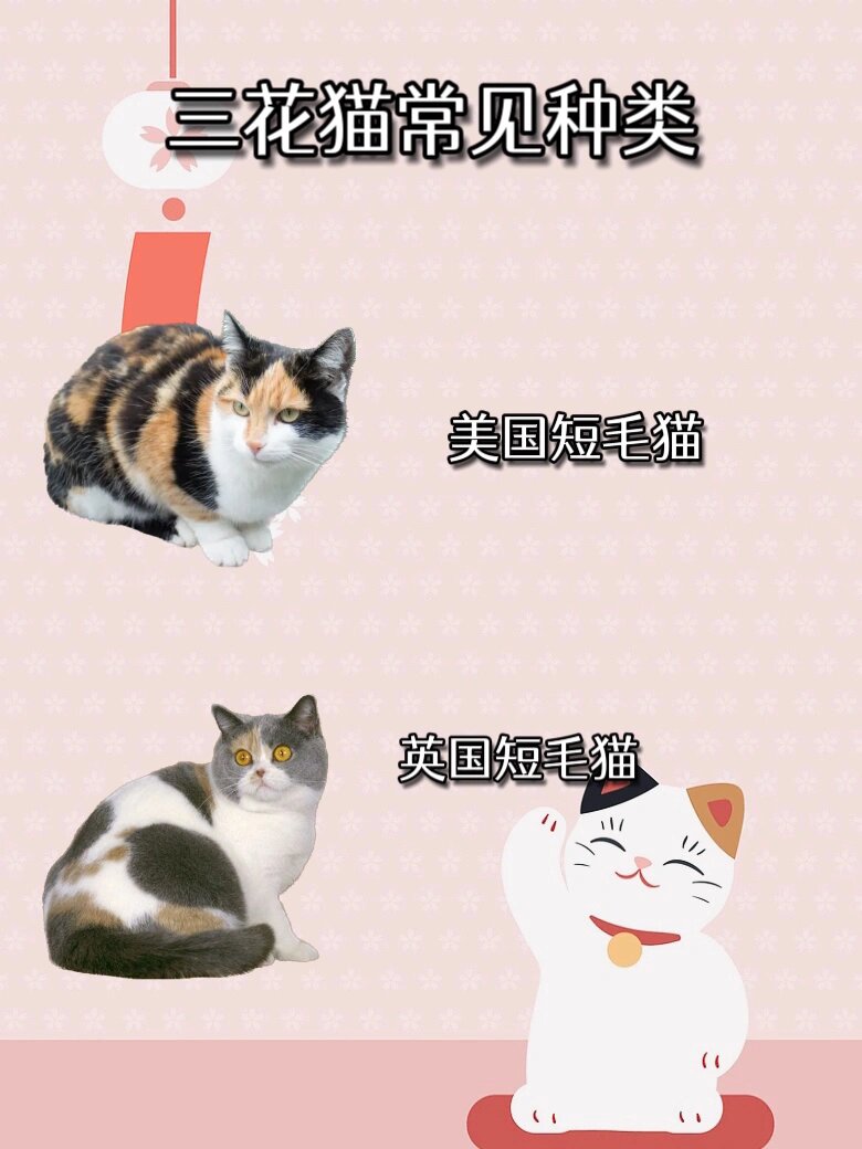 三花猫就是招财猫