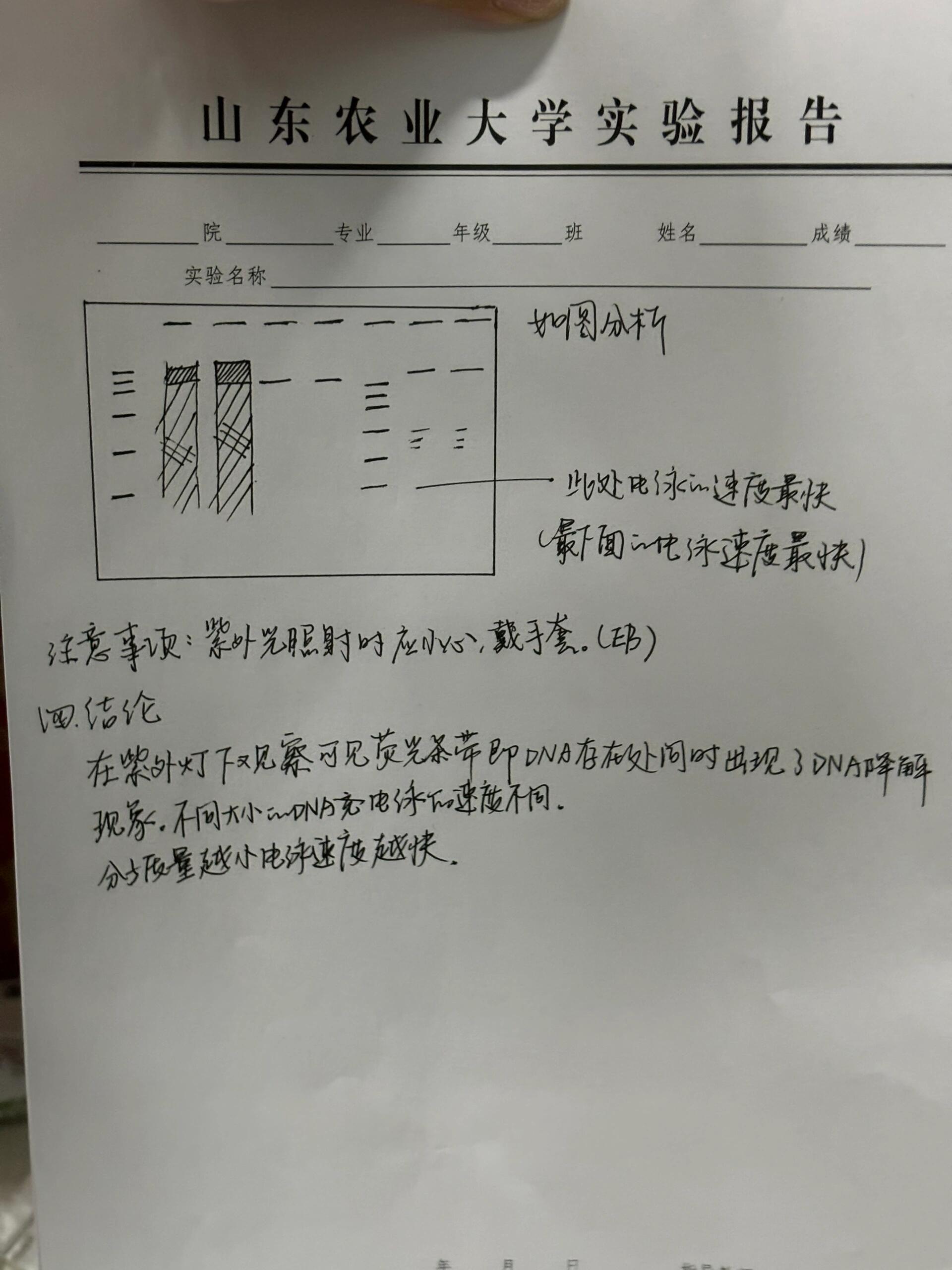 rna凝胶电泳标准图图片