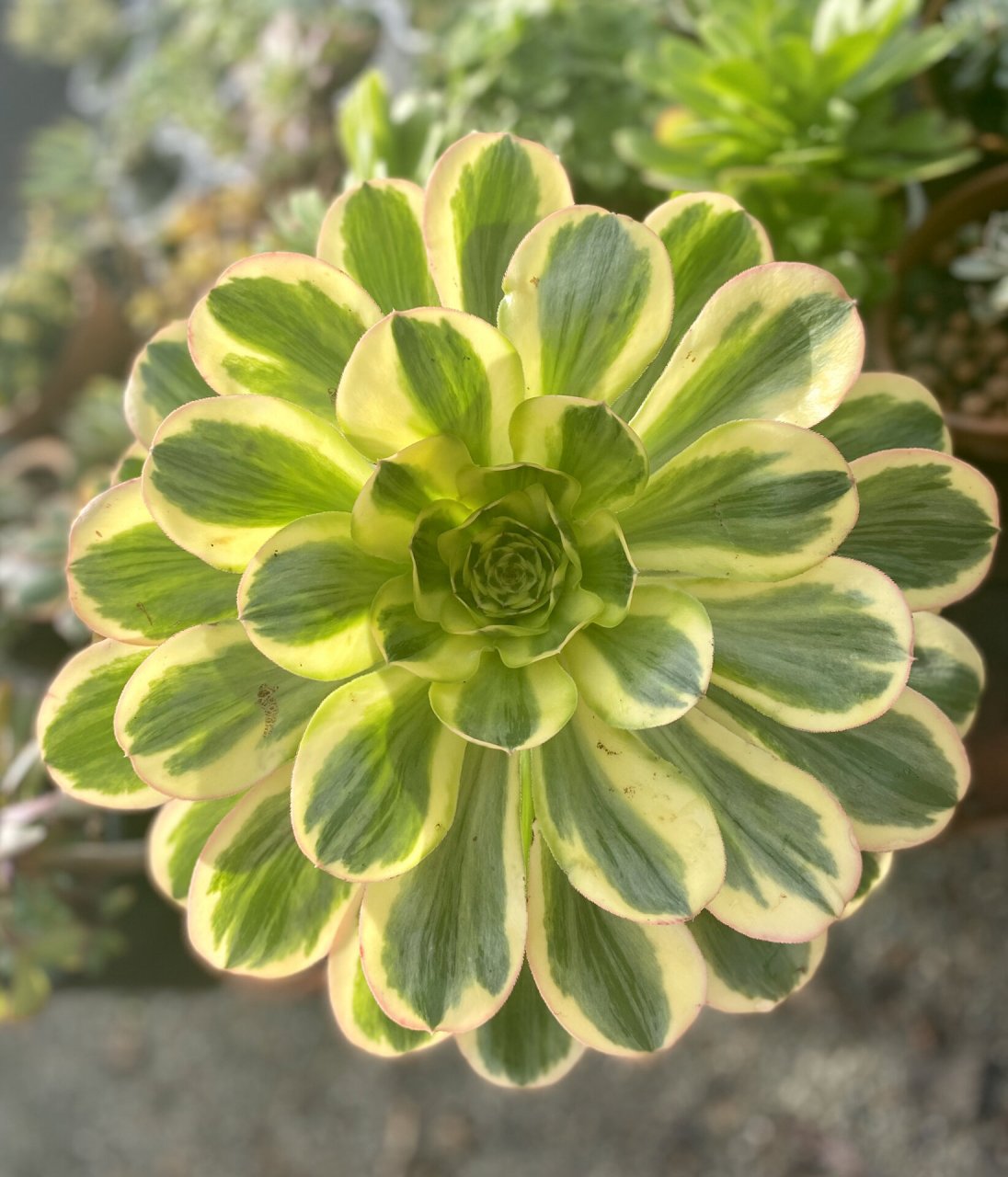 在湾区近期几场丰沛雨水的滋润下,娇艳美丽的法师艳姿锦迅速的成长,一