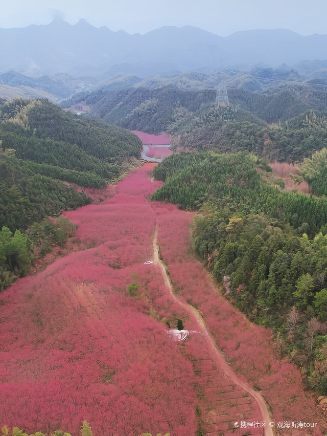 米积村樱花图片