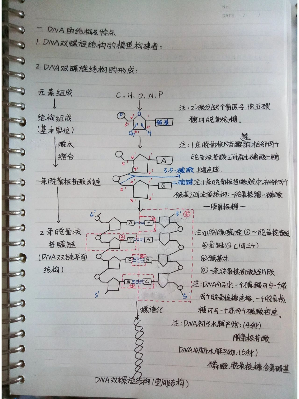 dna半保留复制计算图解图片