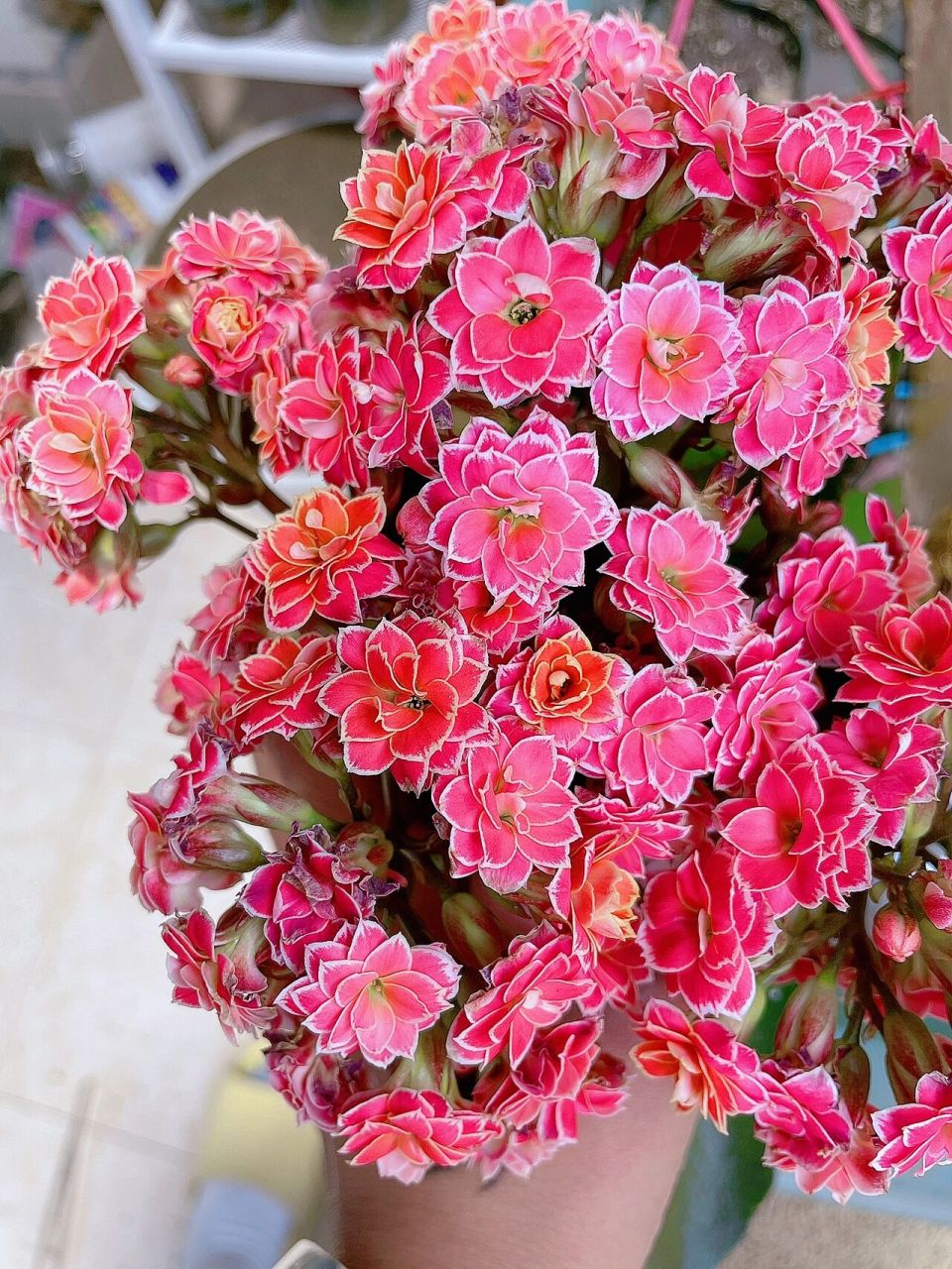 长寿花-传说(金丝带) 这个真的是巨美啊～ 不是大红色,但是外面的边边