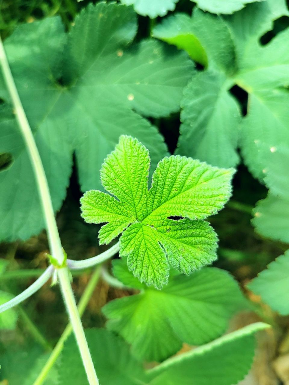 农村常见植物,拉拉秧,学名葎草