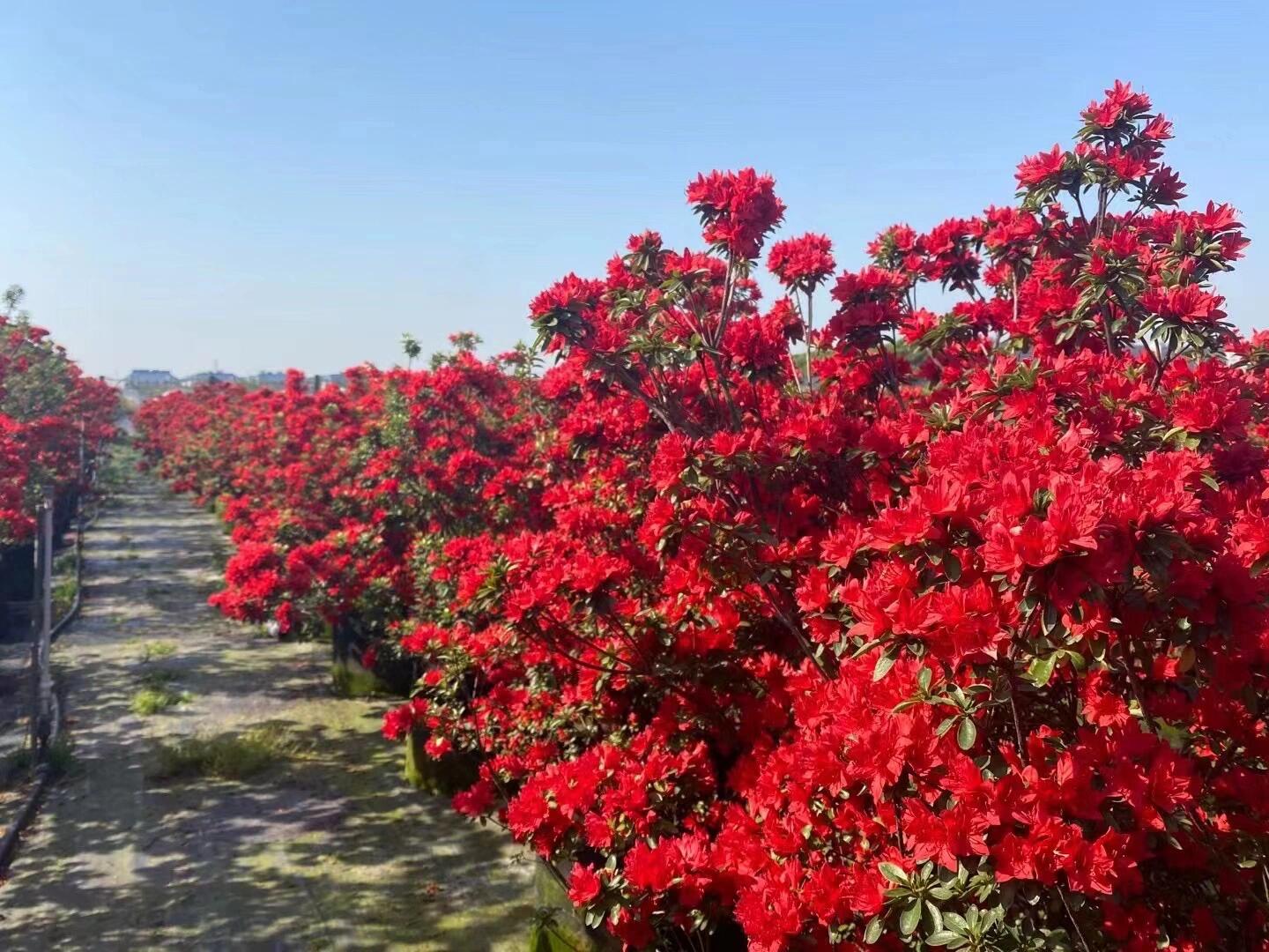 火烈鸟杜鹃花图片图片