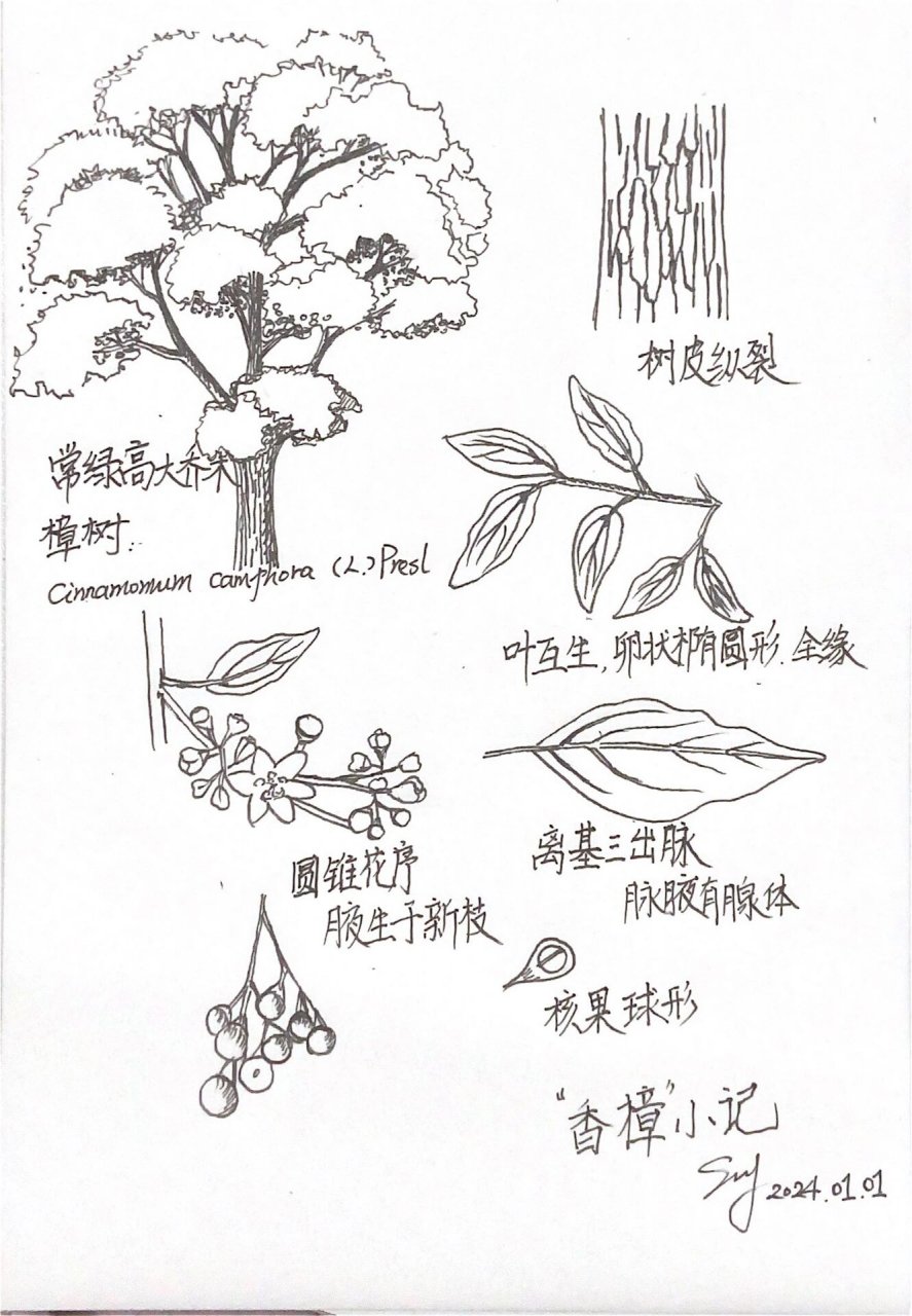 植物认知笔记-"香樟",植物小记01 记不住,那就画一画
