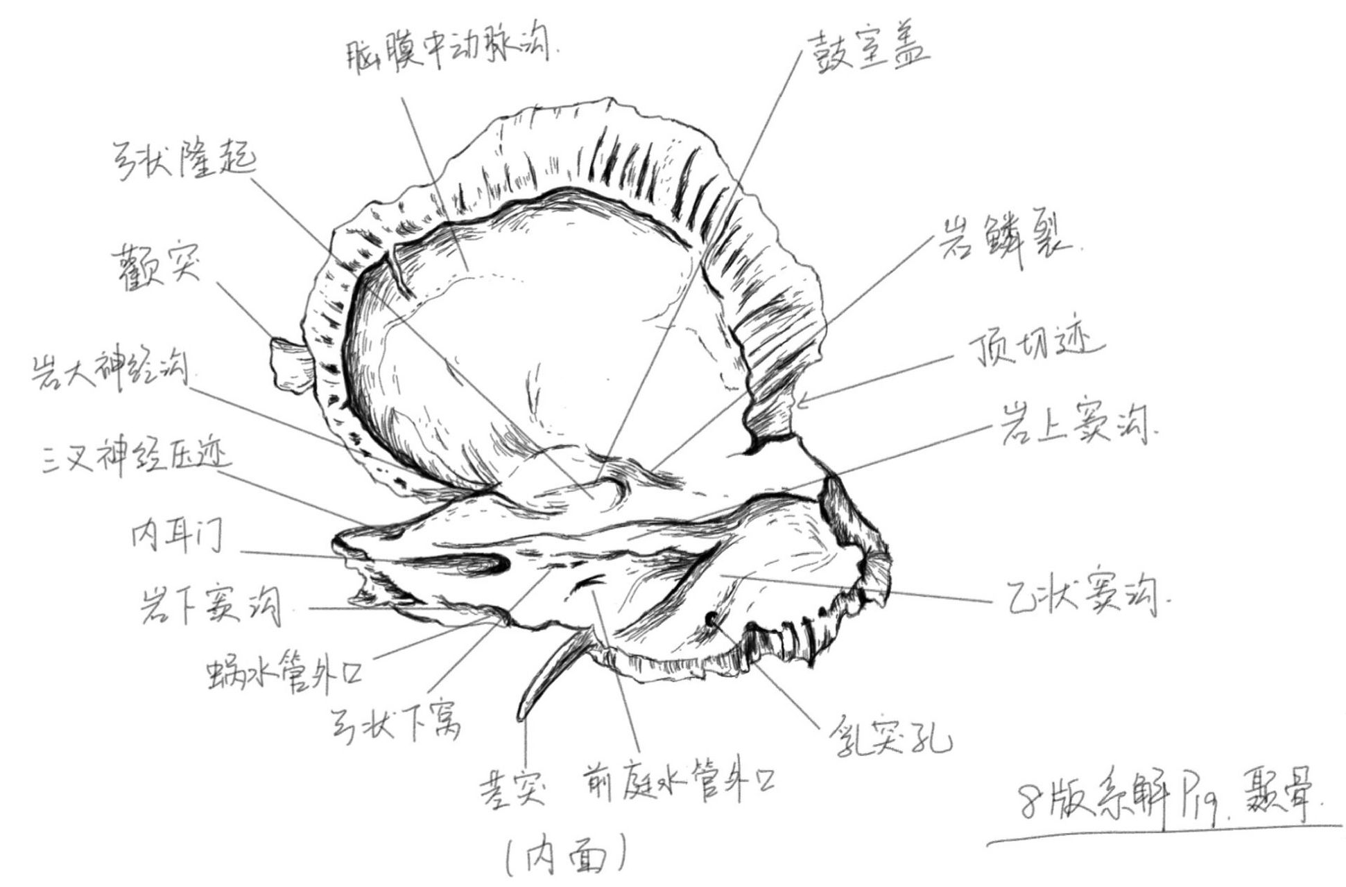 颅骨解剖手绘图图片