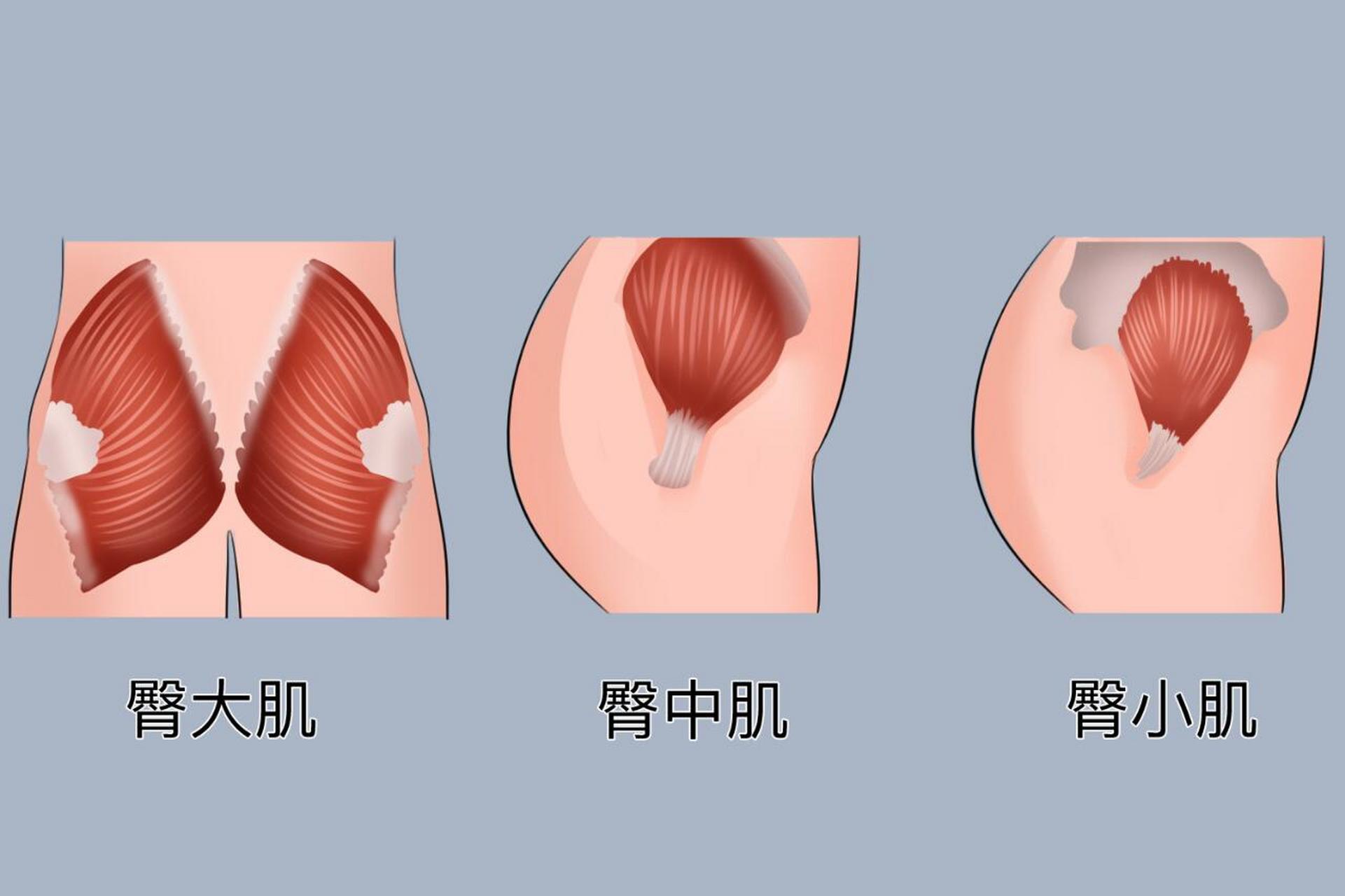 臀中肌 臀小肌图片