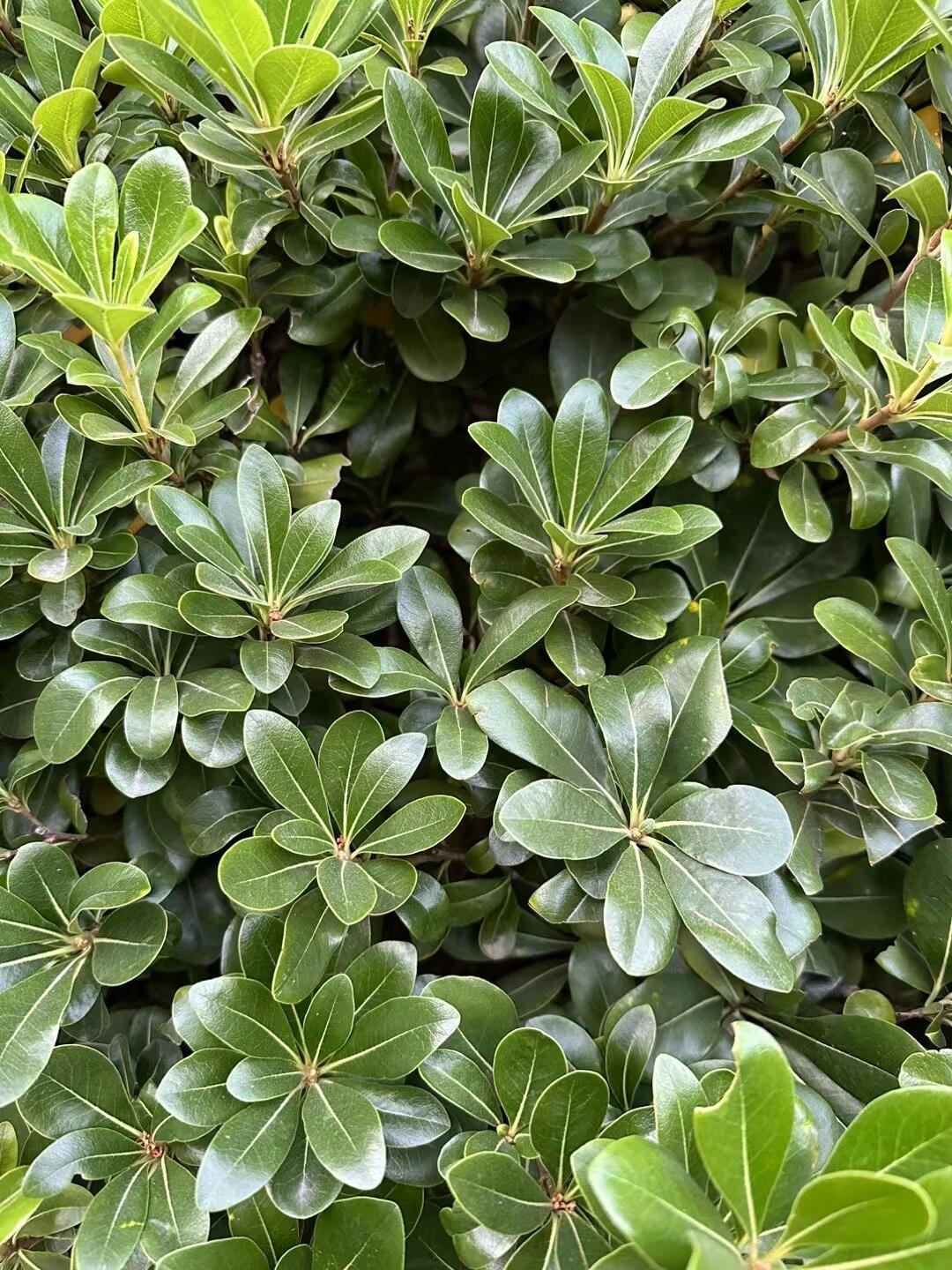 每天认识一种身边常见植物——海桐