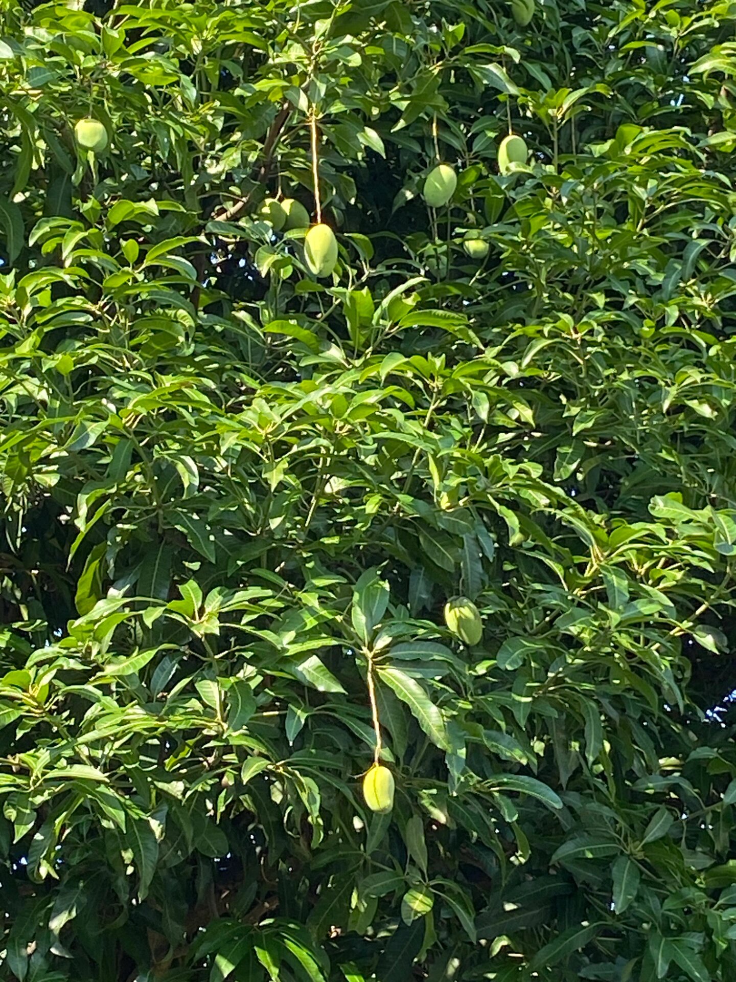 路边的芒果树 广州真好呀,路边都是芒果树,偏一点的路边还有香蕉树!