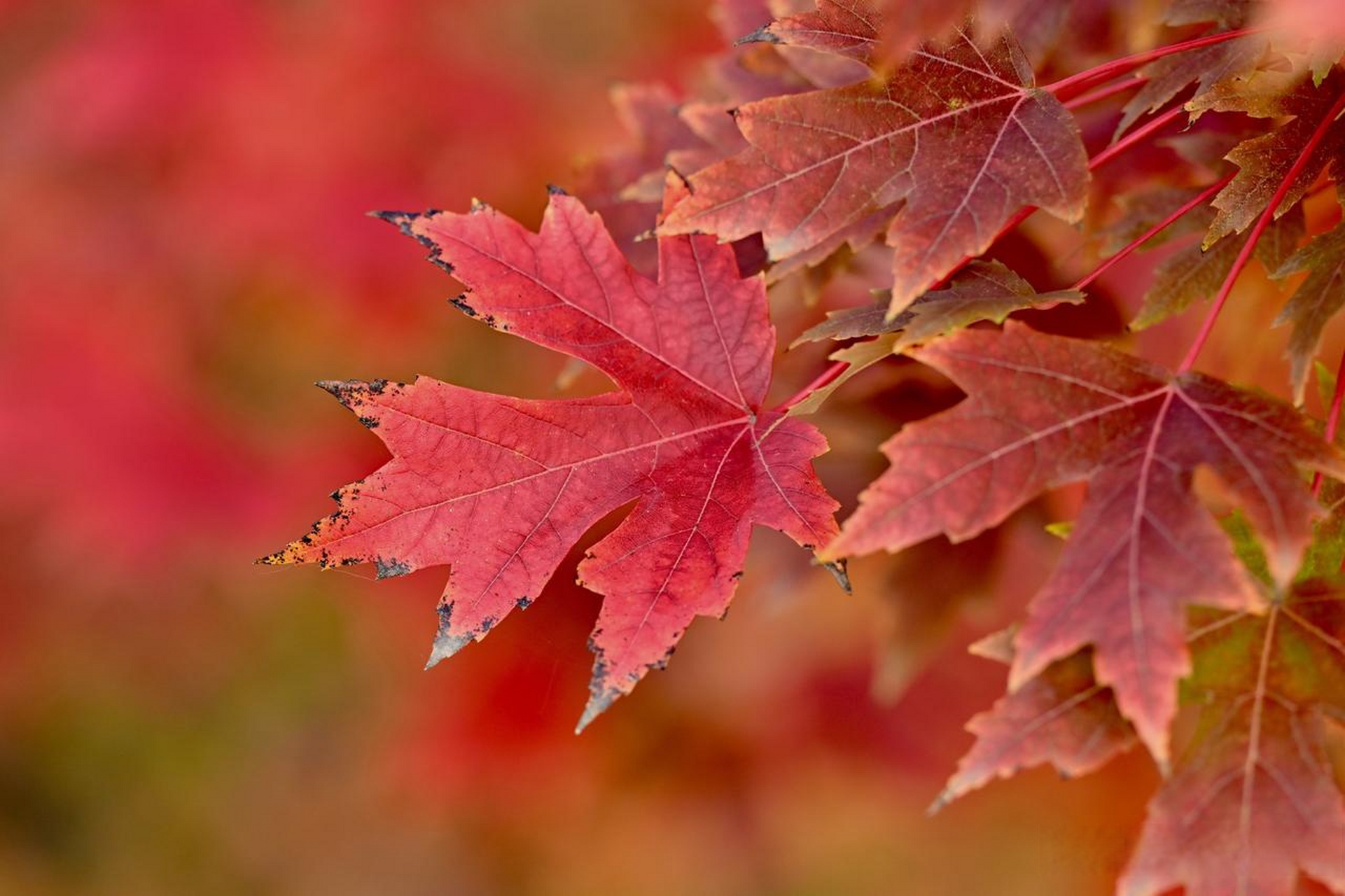 岁月流转情更浓, 赞美红枫颂诗篇.