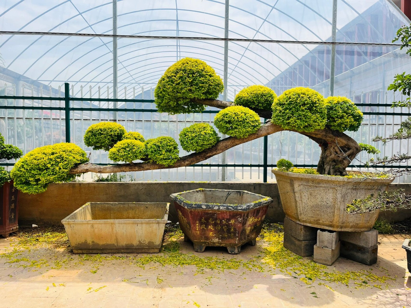 亮晶女贞 双杆式临水造型树 庭院93绿化必备 适合摆放,栽到假山