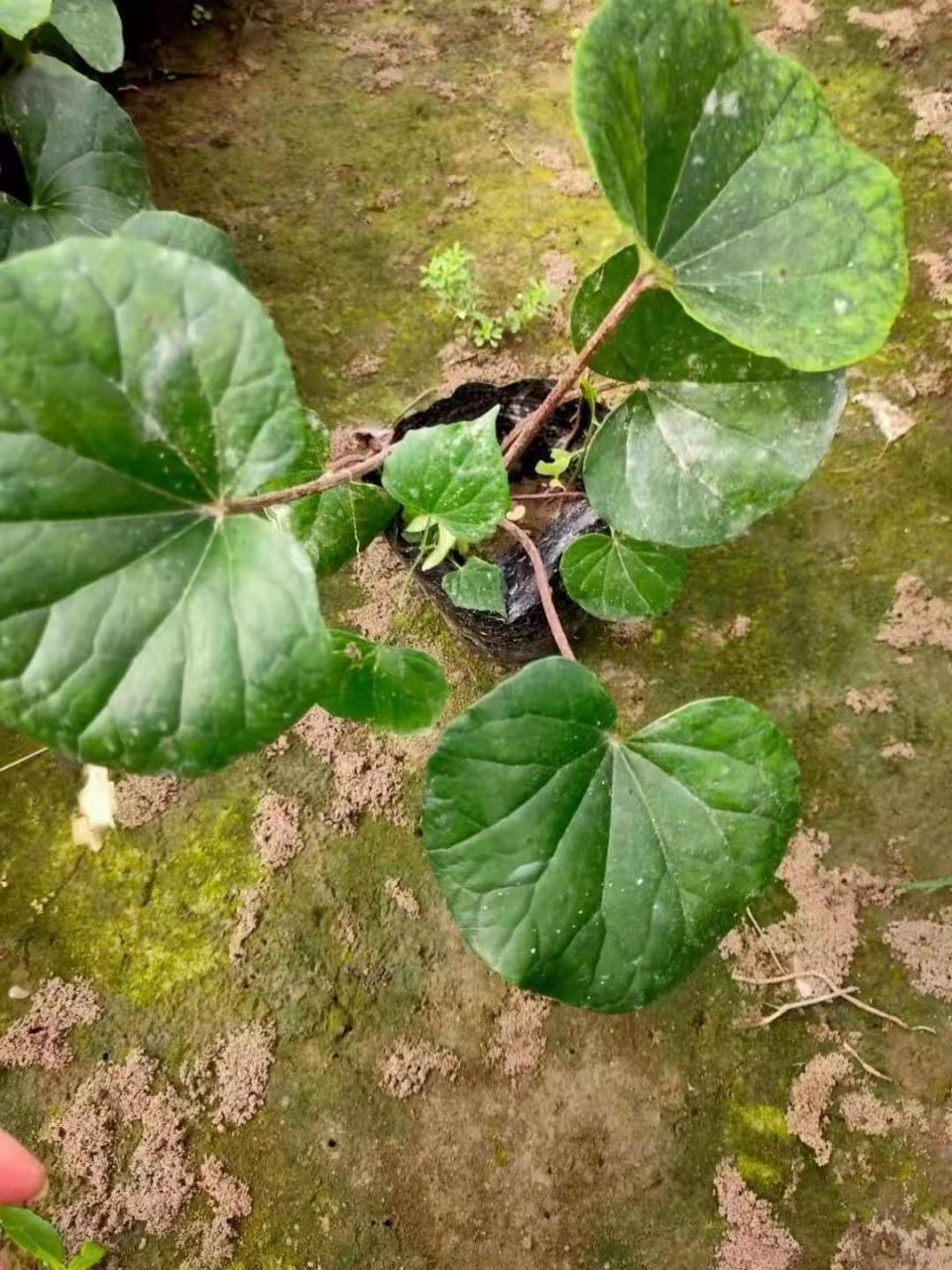 大吴风草耐寒性图片