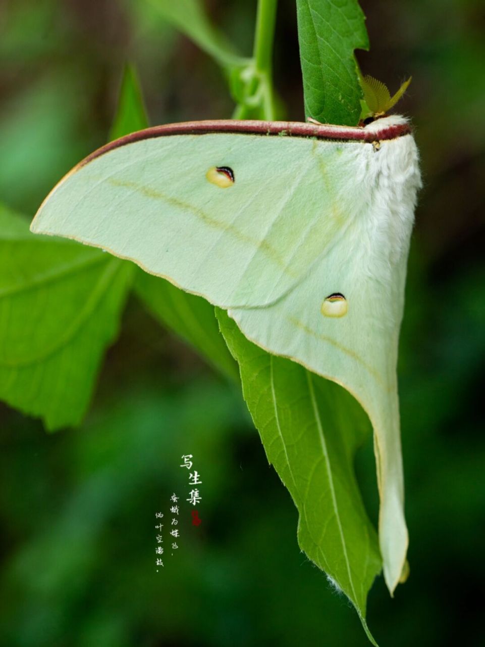 美洲月形天蚕蛾的身体呈现一种很可怕的绿色,每个翅膀上还