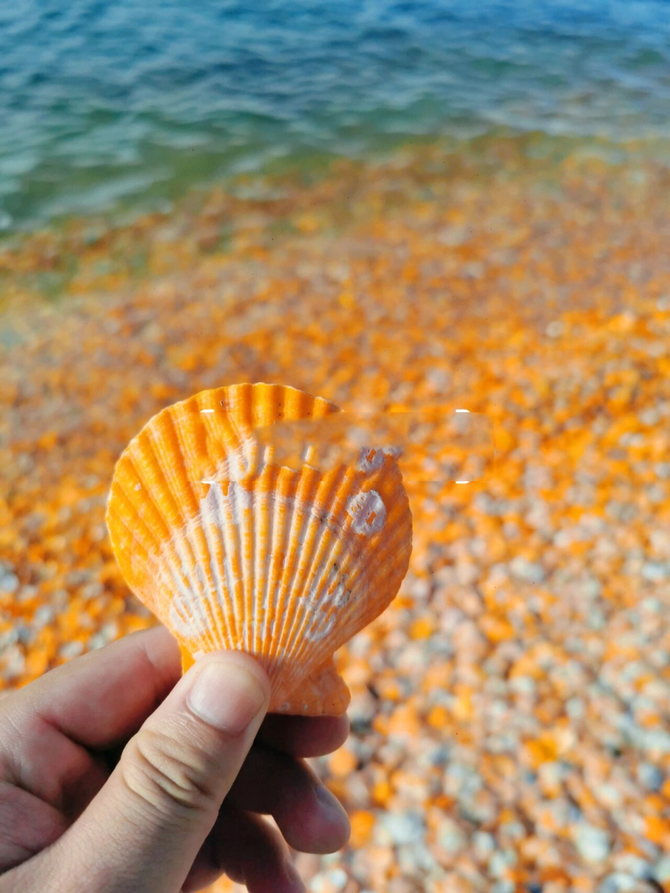 遍地彩色贝壳92 汕尾的海滩千千万92不是沙滩就是礁石,偶尔会有