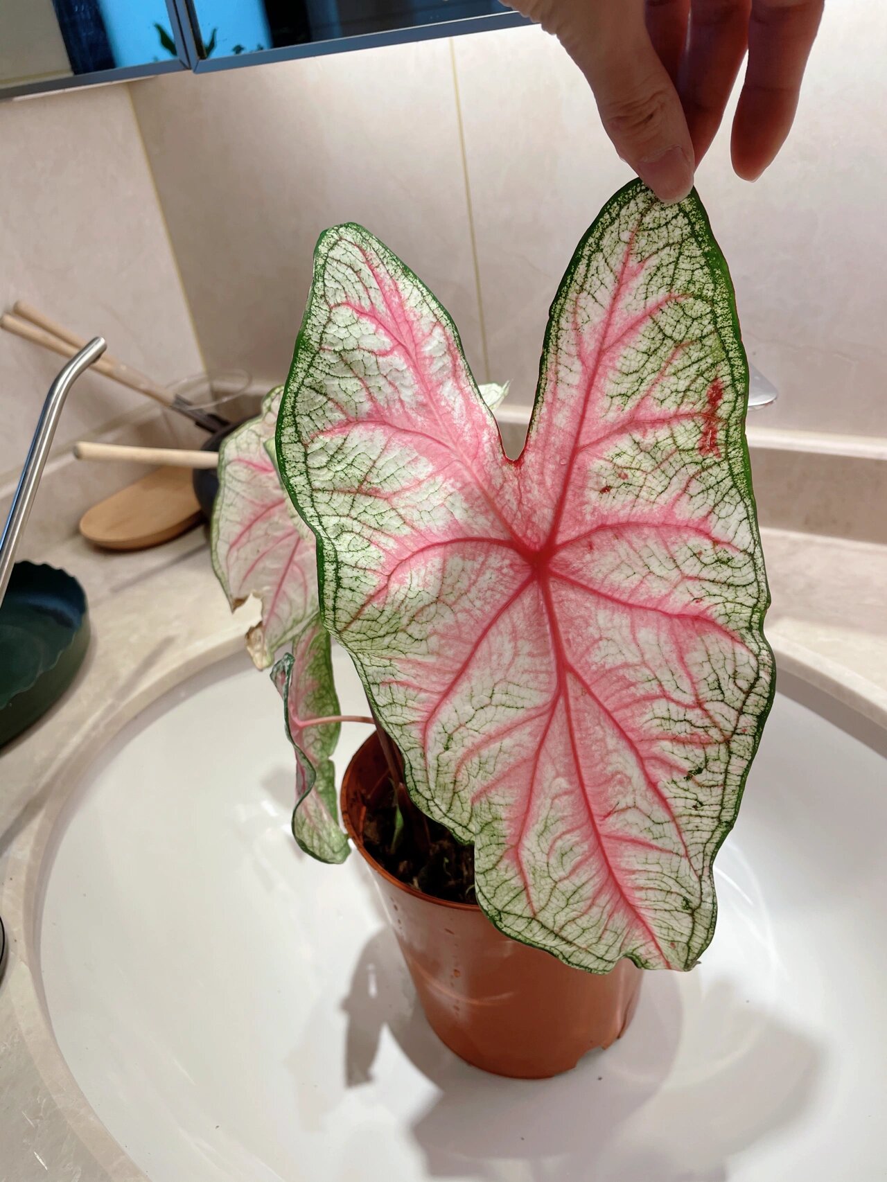 雪后已经变成家里的颜值担当了 今年春天买的一盆彩叶芋雪后(图四)