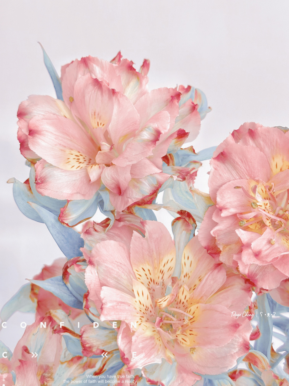 玉碗盛来琥珀光 重瓣六出真的太美了