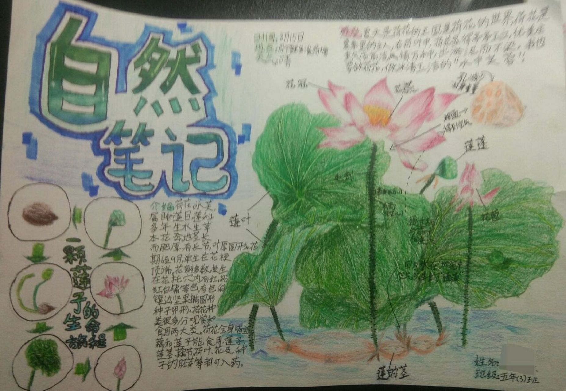 自然笔记|荷花 画了好久,帮忙点个赞吧