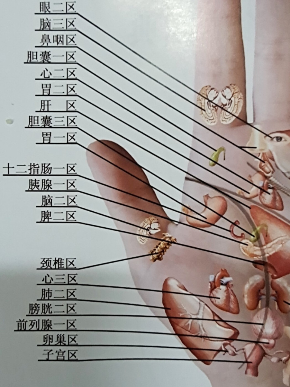 手是人体的末梢,左右手有12条经络通过