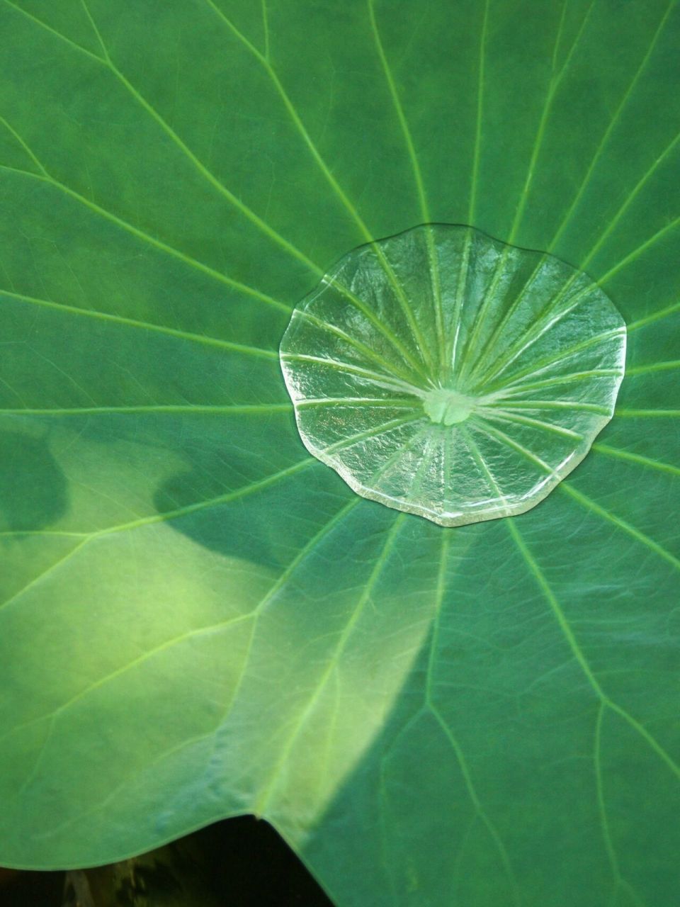 绿色护眼壁纸 看手机多了 绿色更能舒缓 荷叶 带来的是安静 也是宁静