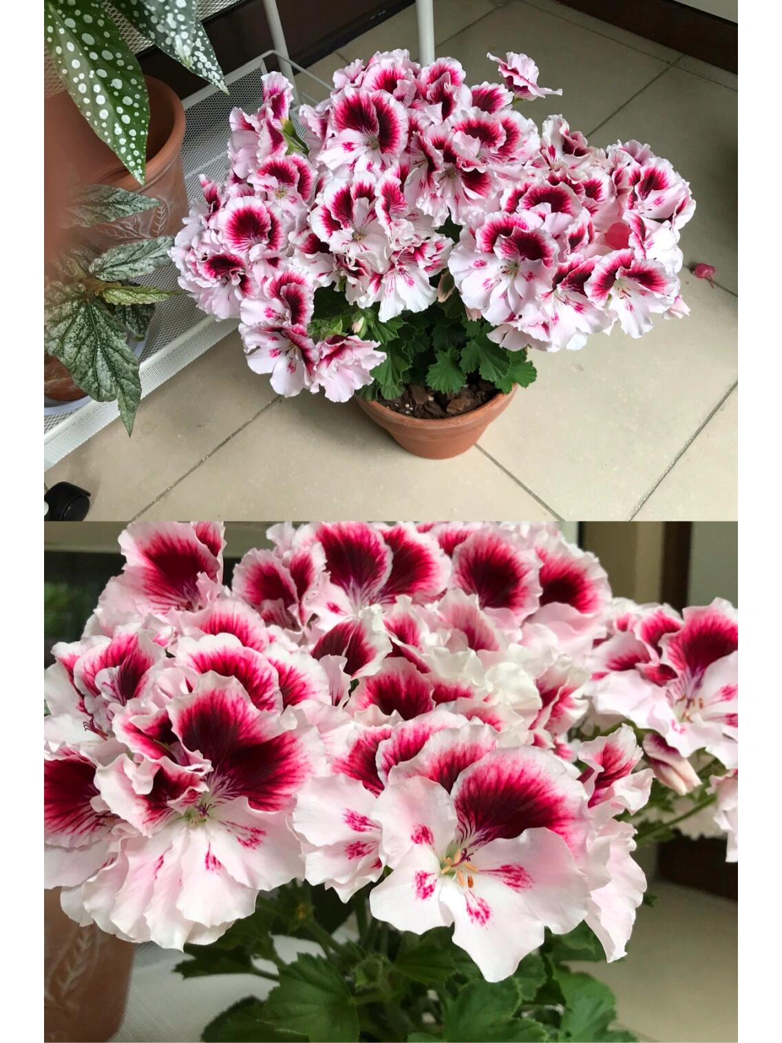 大花天竺葵托尼和王族