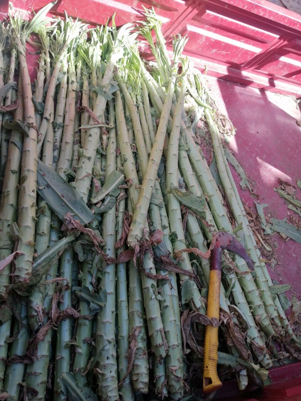 你还不知道贡菜长什么样?