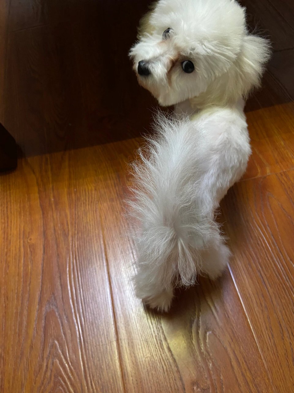 比熊尾巴毛稀少怎么办 前两张是小叮刚带回家的时候的尾巴,然后尾巴越