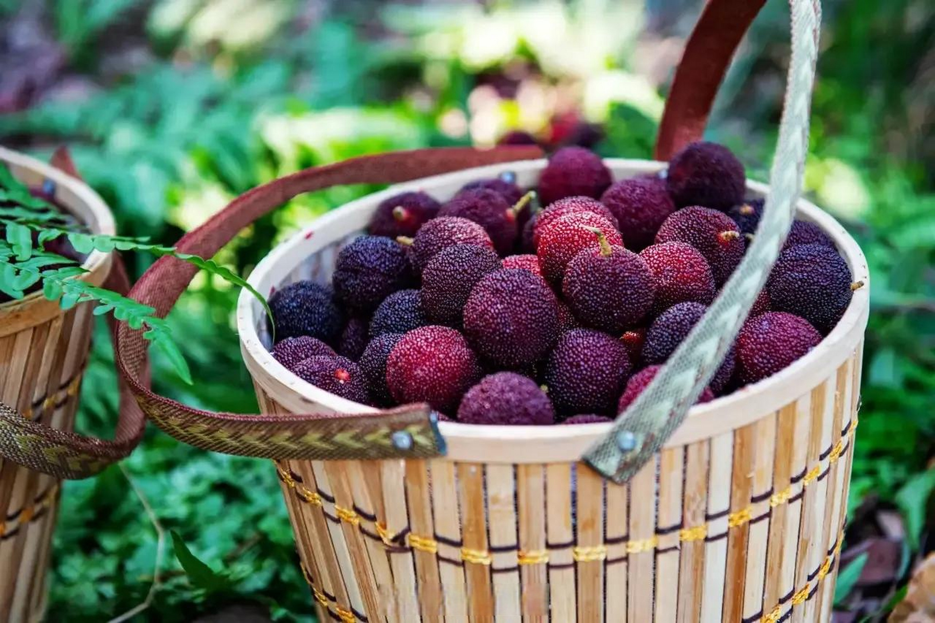 无锡的夏天好甜网友斗山星辰和无锡东侠拍的大浮采杨梅图片,真是漂亮!