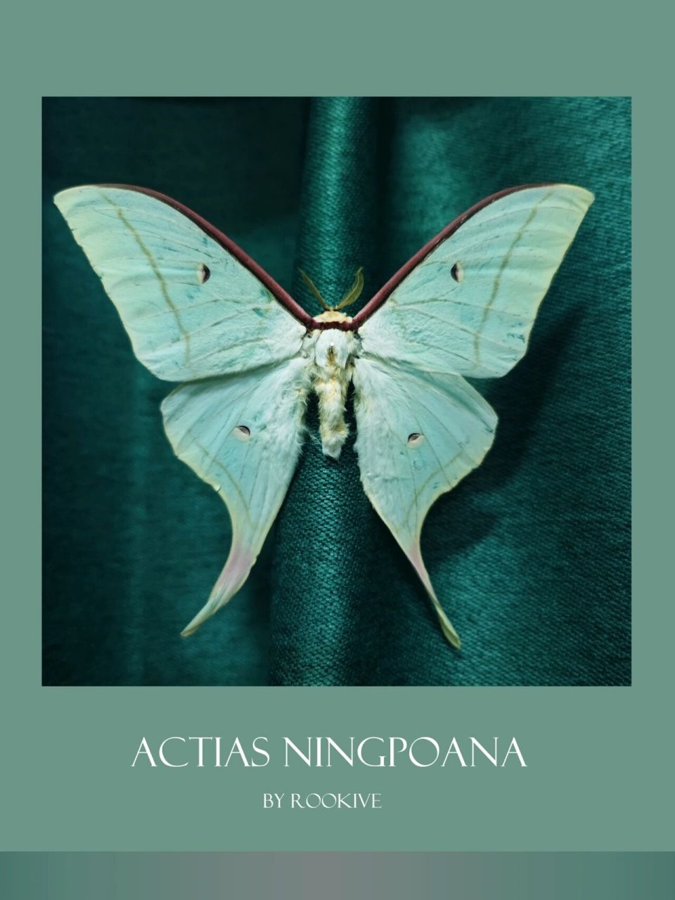 宁波尾大蚕蛾(学名:actias ningpoana)