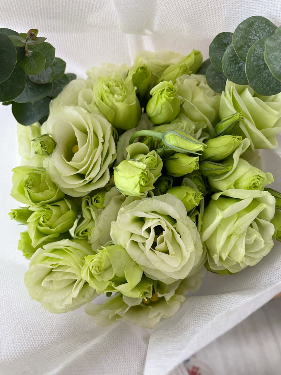 绿色桔梗花也太美了 选的二十朵 打开看到此情景 谁还会去数是不是二