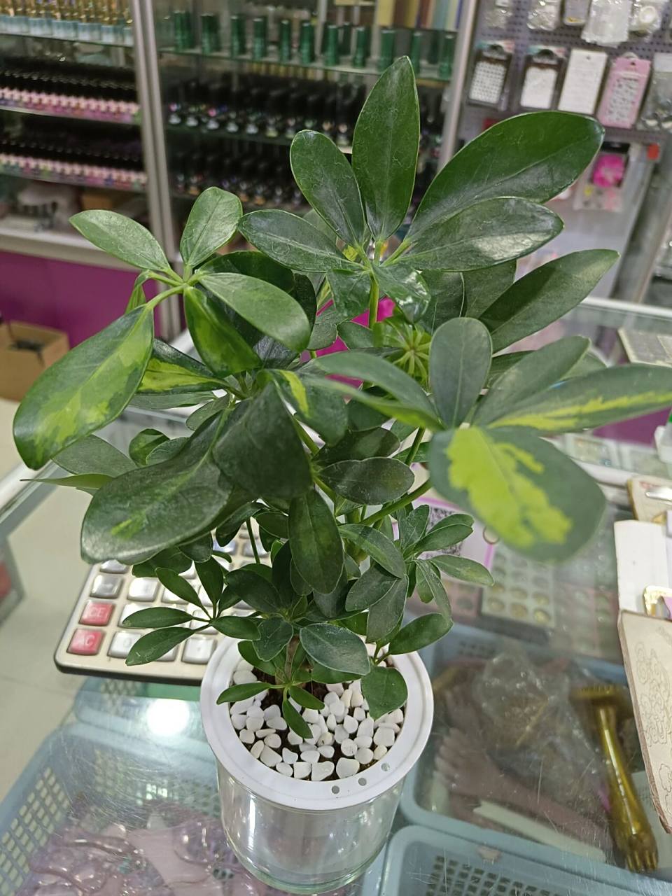 七叶莲,发财树 七叶莲,清热解毒,寓意发财,叶片有四至八片