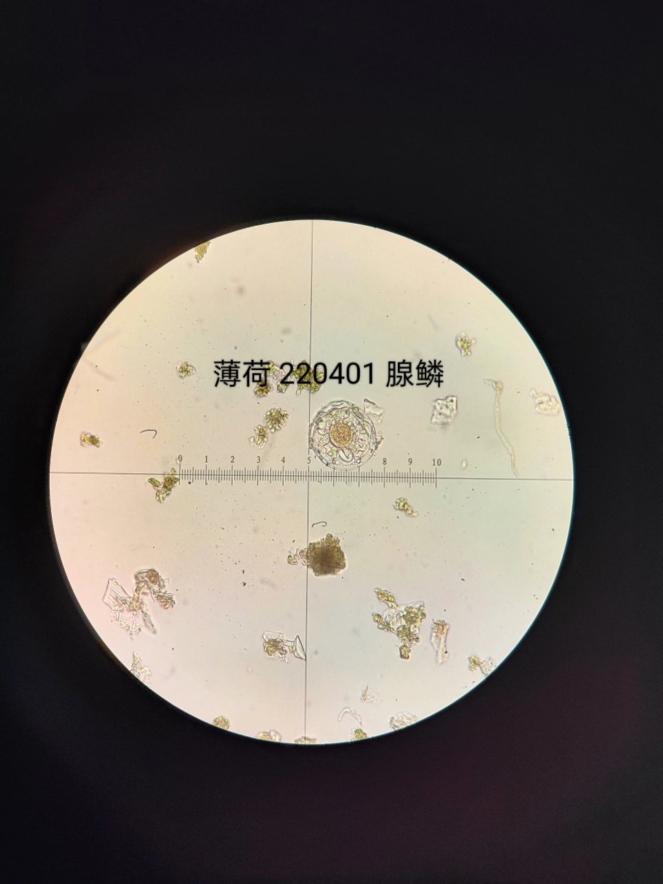 中药显微—薄荷