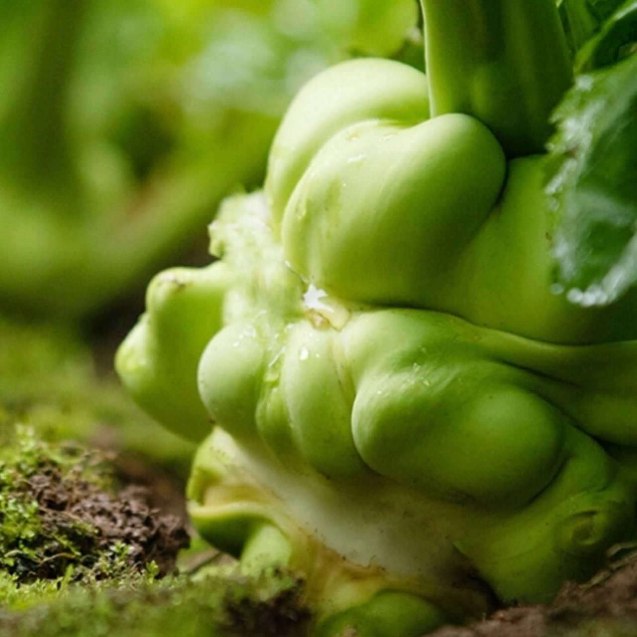 【国家级非物质文化遗产项目-涪陵榨菜】 榨菜91是芥菜中的一类