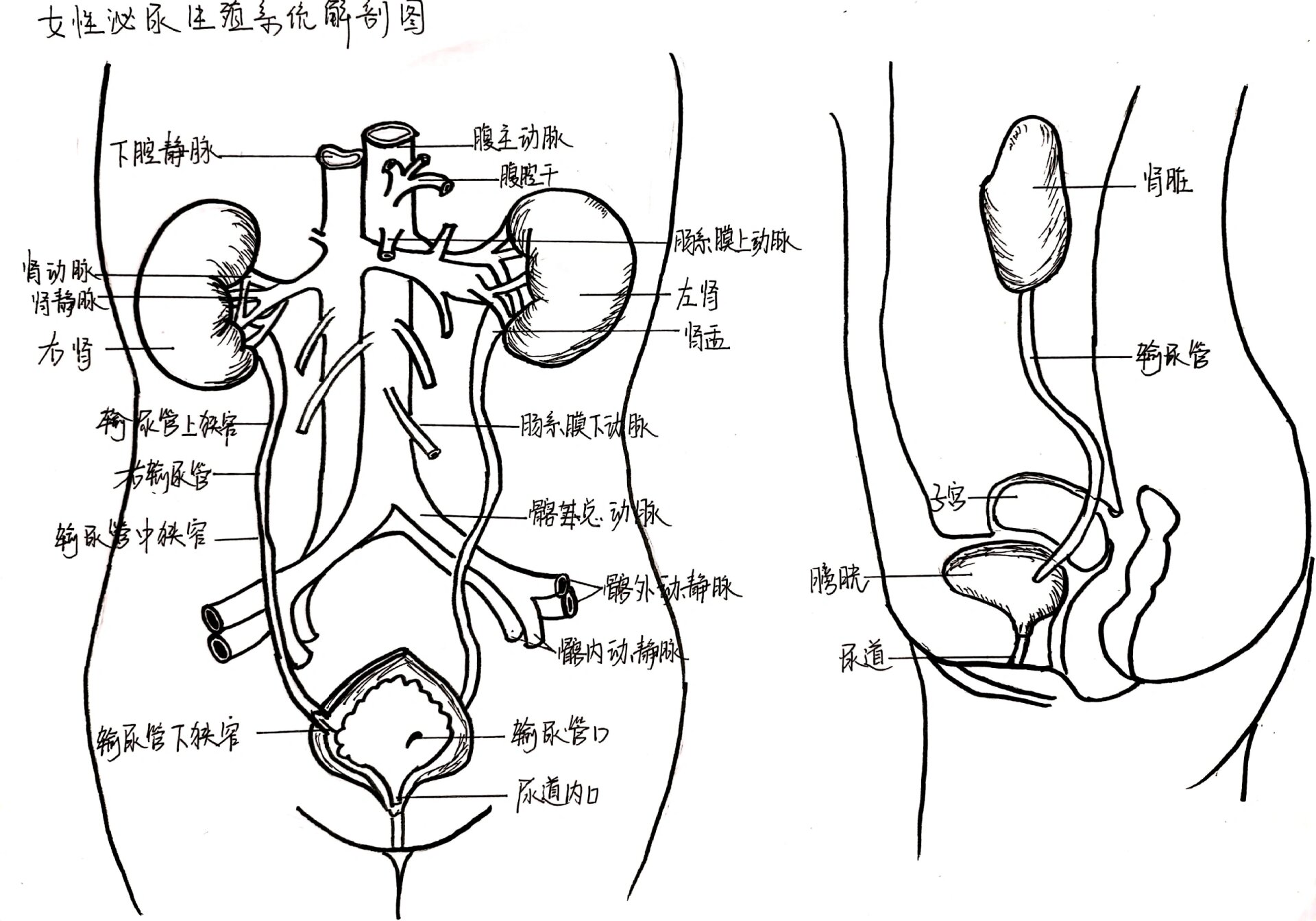 泌尿系统手绘解剖图 今天是泌尿系统解剖图