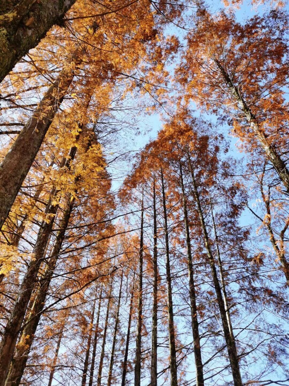 将乐龙栖山攻略秋景图片