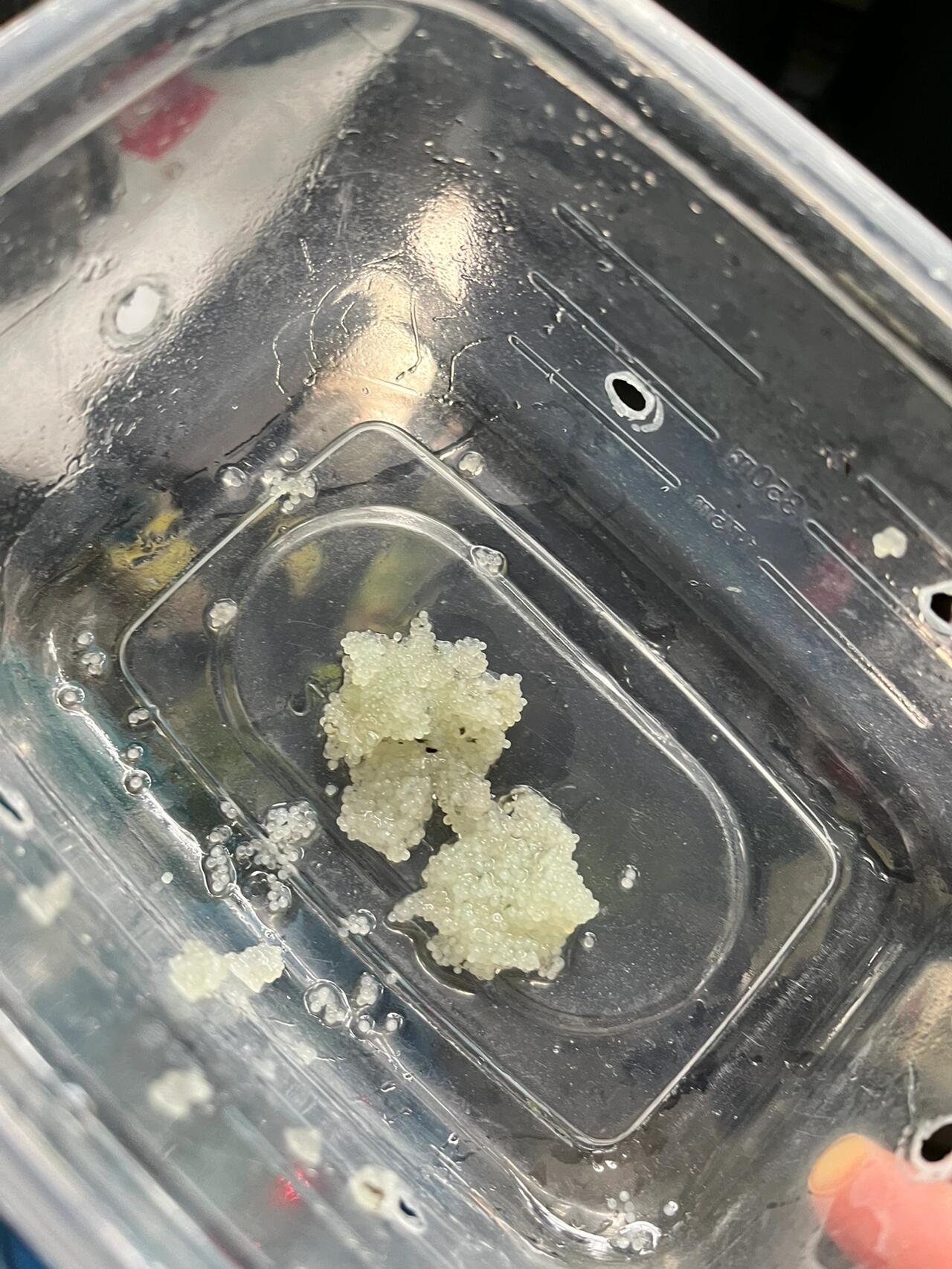 金鱼产卵后怎么办!在线等,急