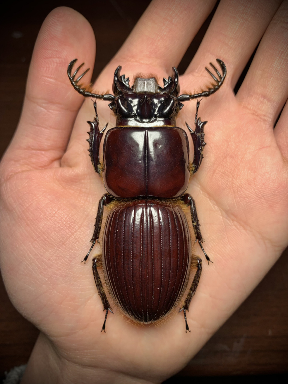 goryi 格氏掠黑蜣,该属的黑蜣可以说是黑蜣科整个家族中的巨无霸(统称