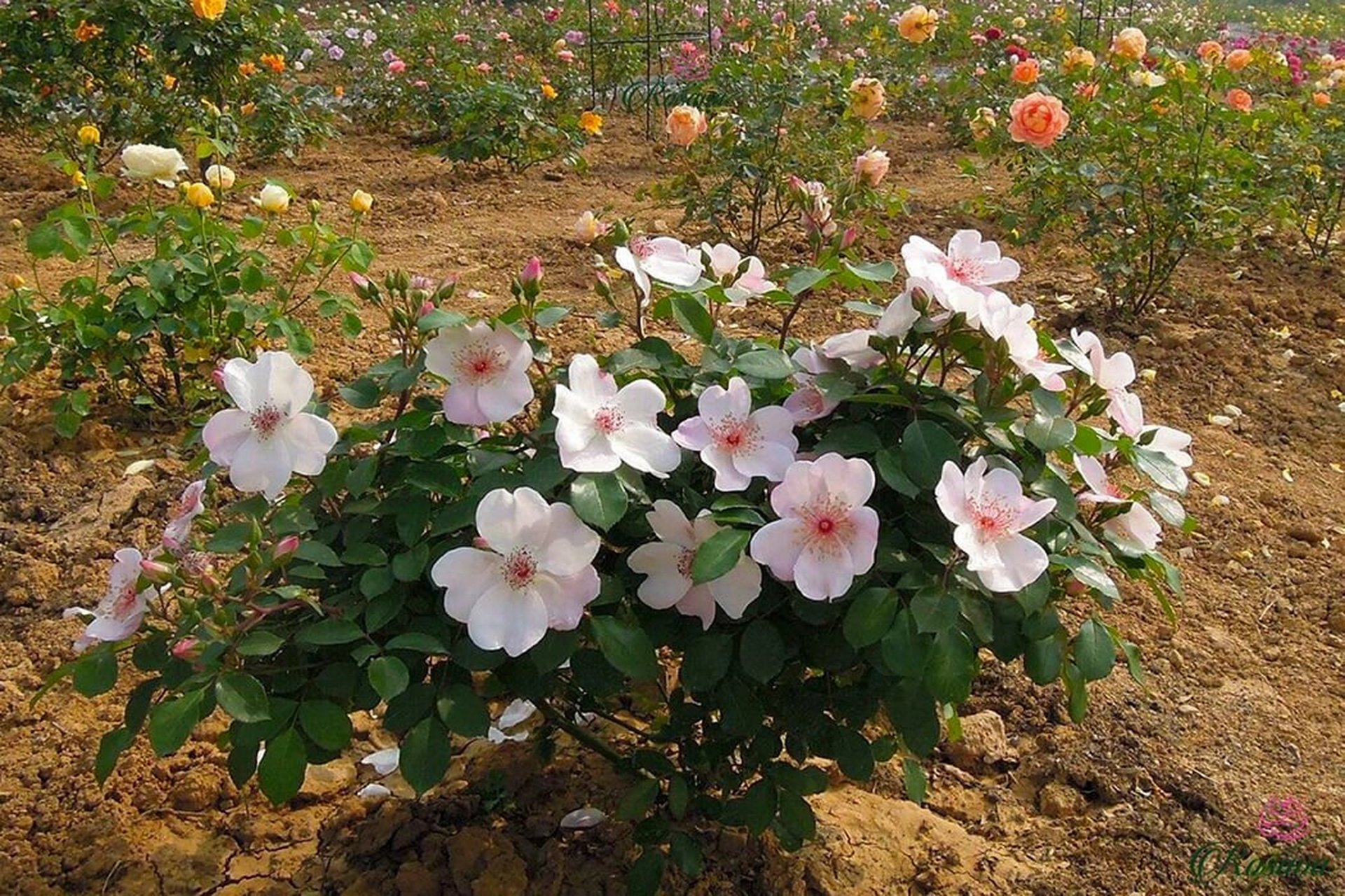单瓣月季天花板,可爱甜美人|100年经典植物 能在众多重瓣华美花型的