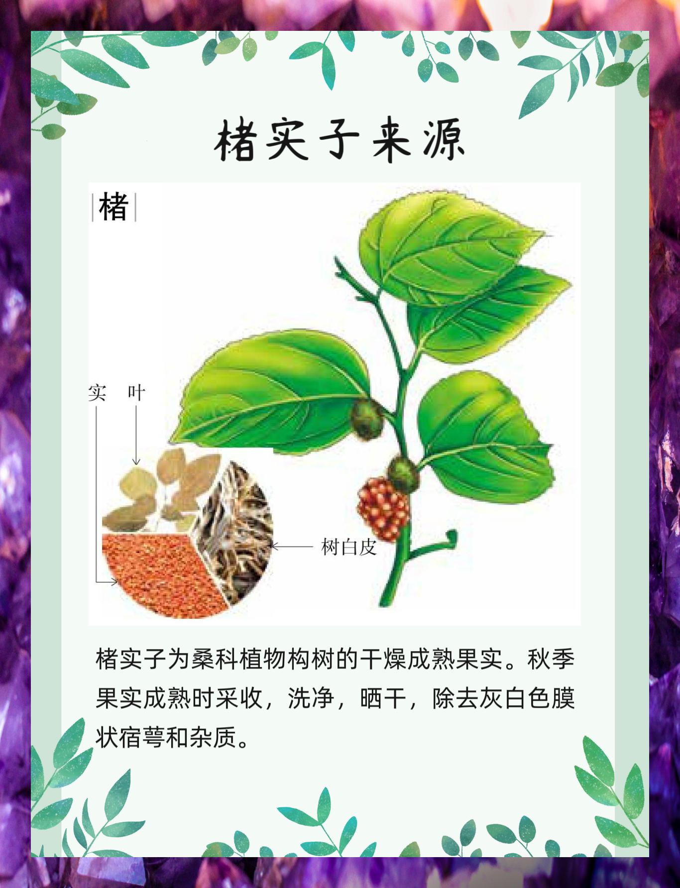 楮树花的作用图片