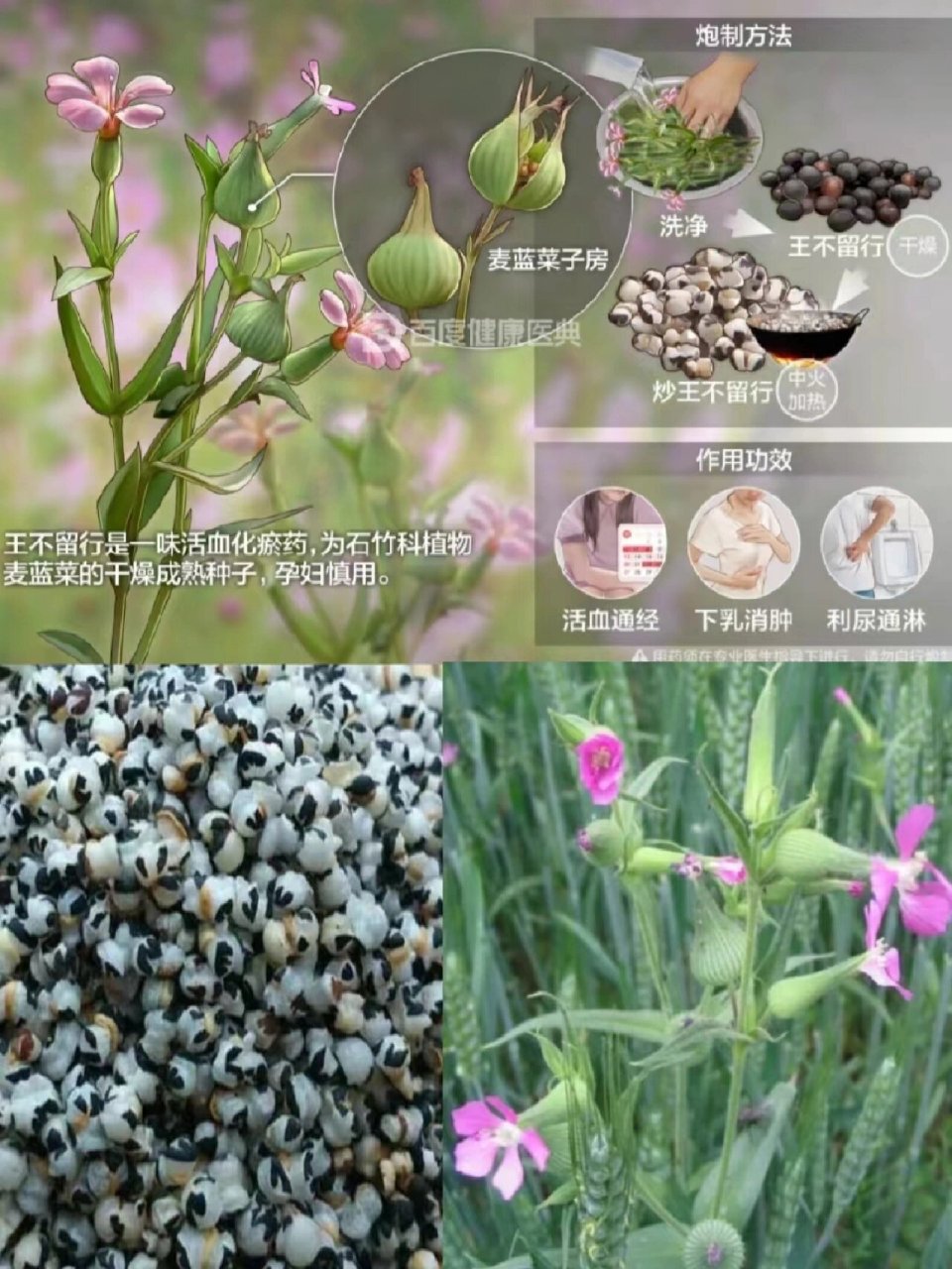 每天认识一种中草药【王不留行】73 98王不留行别名:不留行,麦