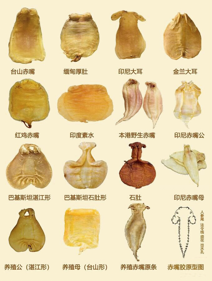 3张图片～教你辨别所有花胶的品种与产地 1台山赤嘴,是赤嘴鳘鱼胶的一