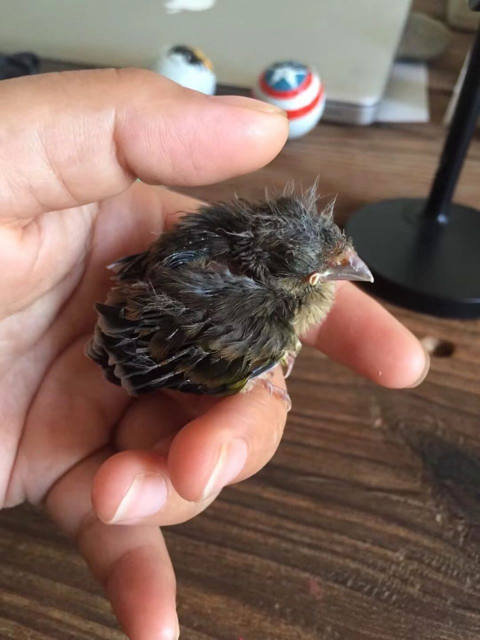 金翅鸟(雏鸟)成长观察录 最直观的对比 从8月23日捡到墩儿 到8月30日