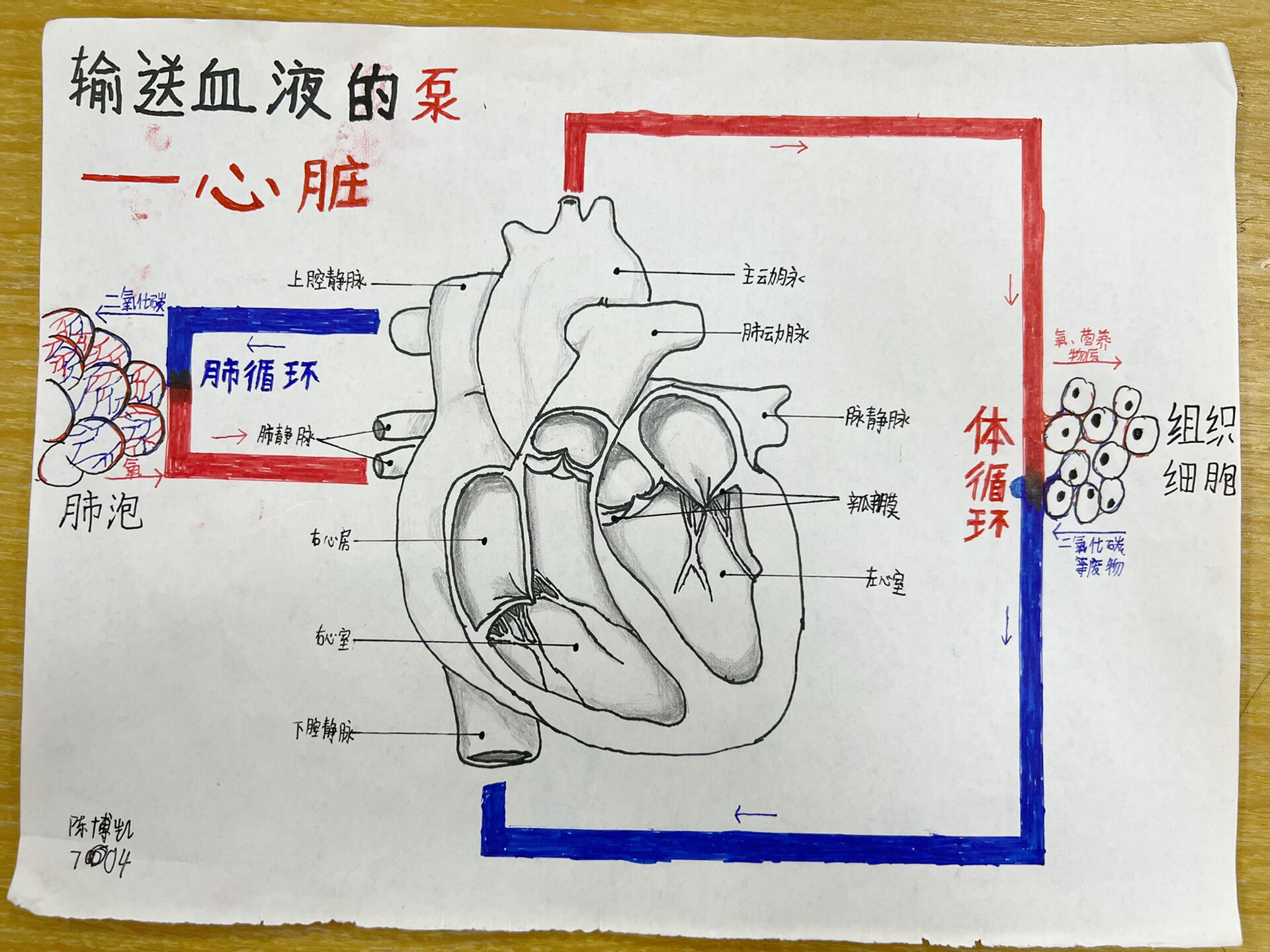 血液循环示意图