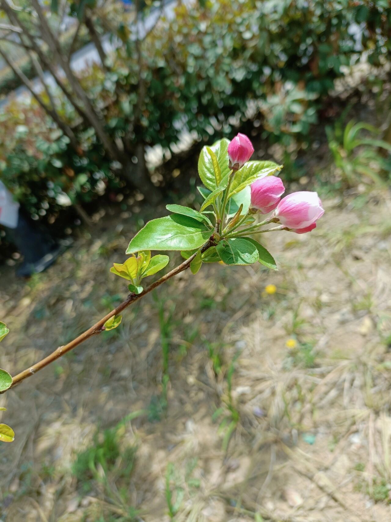 西府海棠真实图片