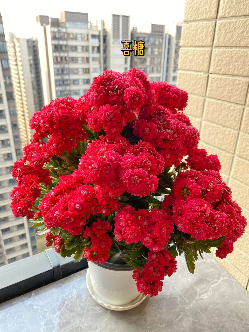 长寿花品种介绍与欣赏:大呲花:喜糖 喜糖这个品种花比较大,花瓣非常非