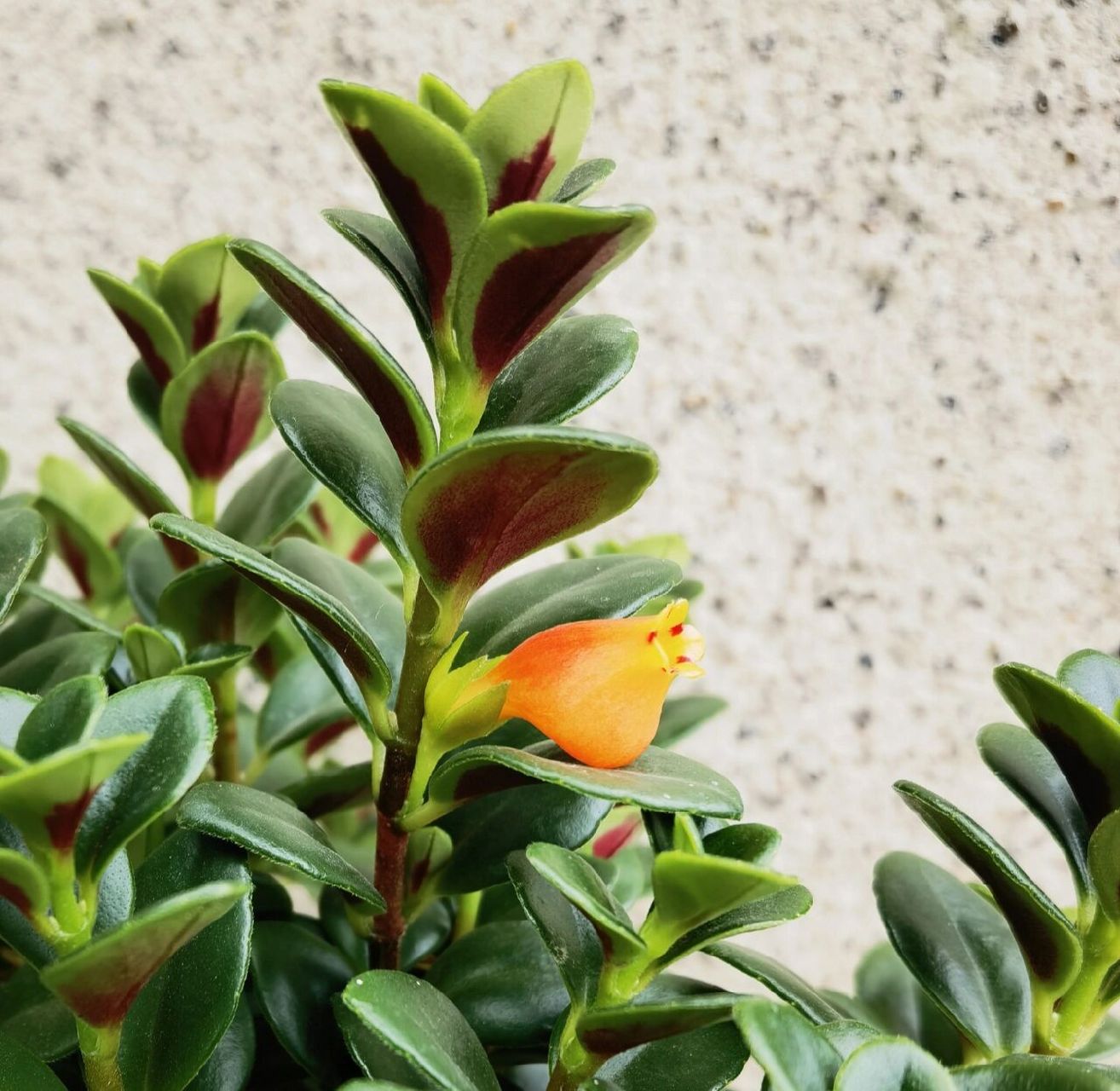 爱花识花～金鱼吊兰 今年买的两小盆金鱼吊开花了,深绿色叶片中陆续冒